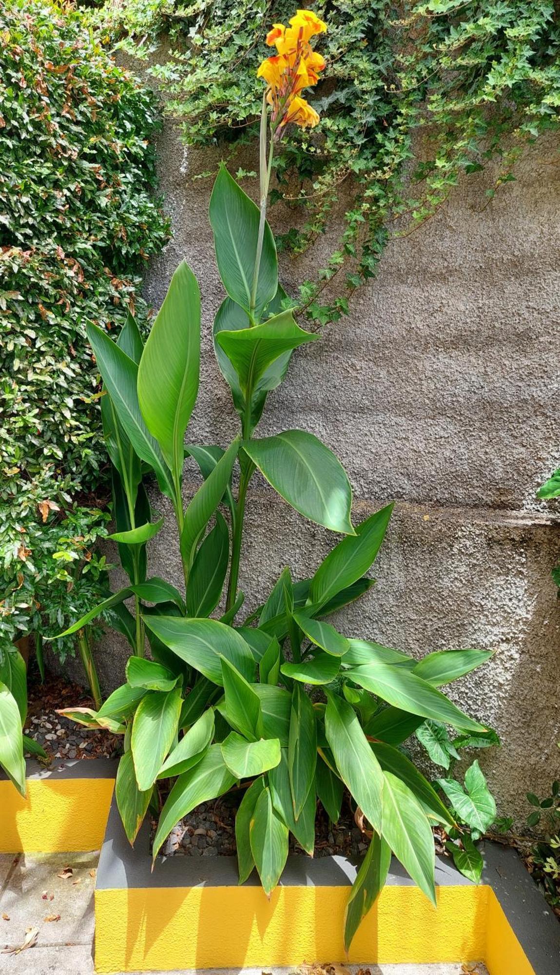 Villa Strelitzia ฟุงชาล ภายนอก รูปภาพ